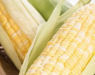 水果玉米是转基因吗？