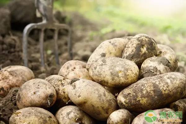 土豆价格多少钱一斤？让土豆产量翻倍的施肥技巧有哪些？