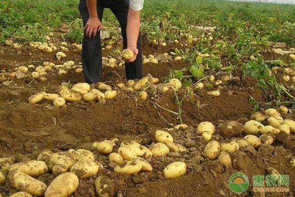 土豆价格多少钱一斤？让土豆产量翻倍的施肥技巧有哪些？
