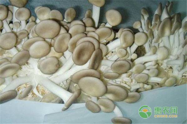 凤尾菇的功效和作用，凤尾菇和平菇有哪些区别？