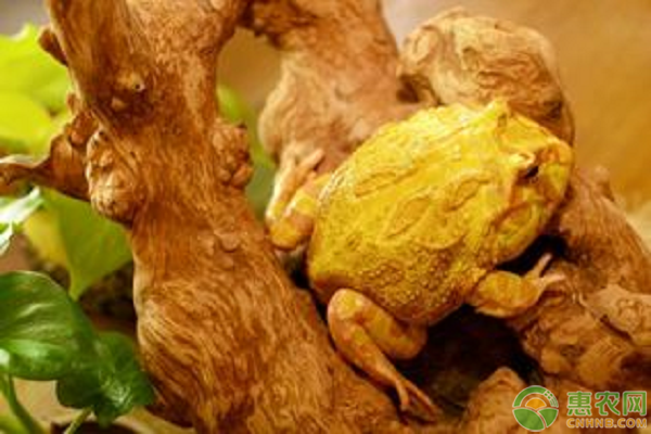 黄金角蛙价格多少钱一斤？黄金角蛙饲养技巧有哪些？