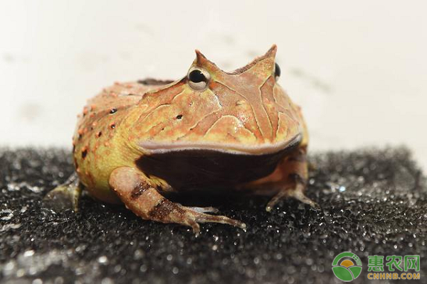 黄金角蛙价格多少钱一斤？黄金角蛙饲养技巧有哪些？