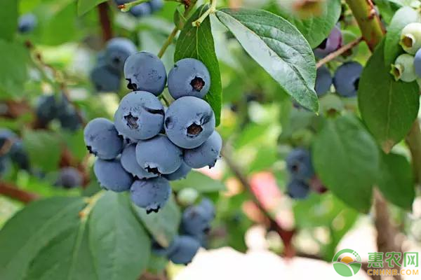 蓝莓价格多少钱一斤？蓝莓的施肥管理技巧有哪些？