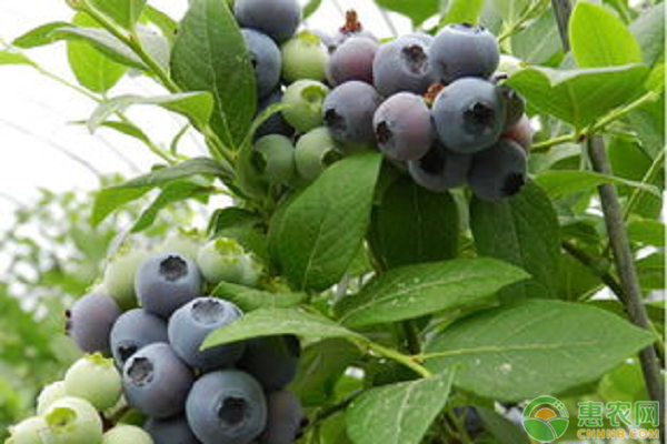 蓝莓价格多少钱一斤？蓝莓的施肥管理技巧有哪些？
