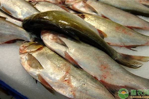 四大家鱼中的鲢鱼为何价格一直不高?是哪些原因导致的?