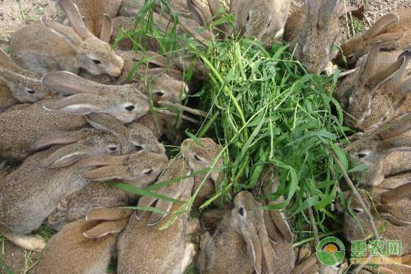 利昂兔养殖前景如何？有哪些养殖优势？
