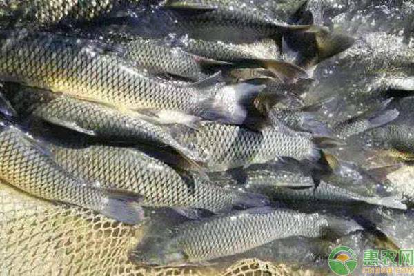 近期淡水鱼价格走势如何？2019各地淡水鱼最新价格行情分析