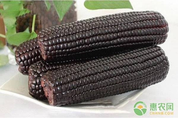 黑玉米是转基因的吗？黑玉米种植前景到底如何？