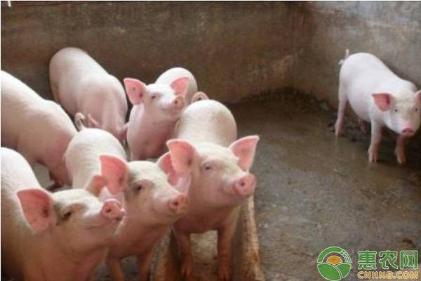 在没有非洲猪瘟地区还能养生猪，但有必要注意这五个问题！