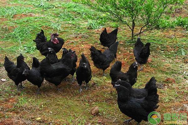 绿壳蛋鸡好养吗?绿壳蛋鸡养殖前景如何?