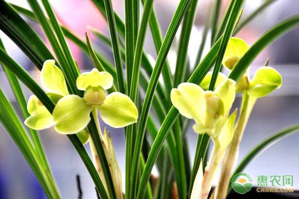 中国兰草的花语是什么？都有哪些种类及特点？