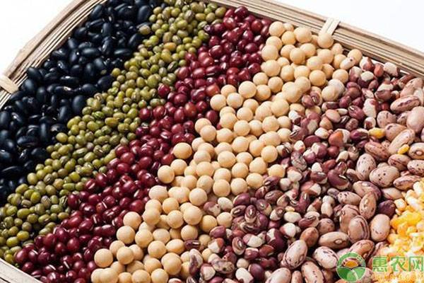豆子有多少种？常见的这10种你都种过吗？