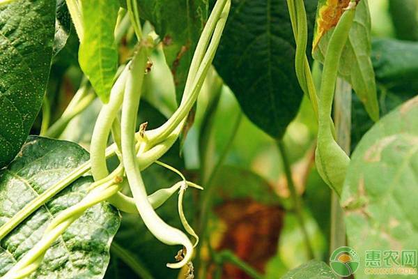 白条四季豆价格多少钱一斤？种植四季豆需有这四个条件！