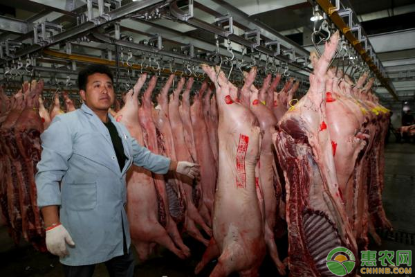 桂林猪价多少钱一斤？下半年的猪肉价格将如何呢？