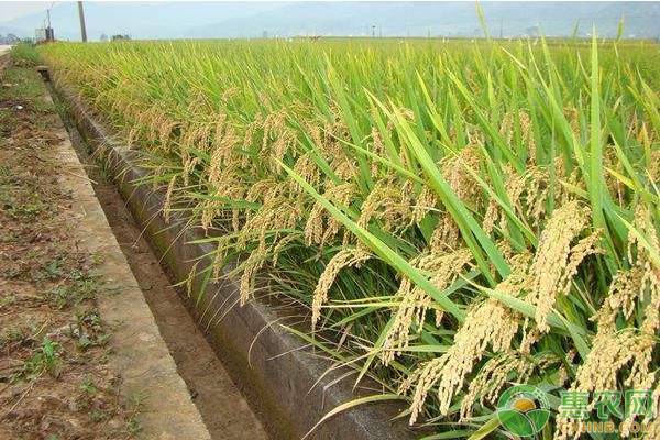 农村今年的稻谷难卖，主要是这四个方面的原因