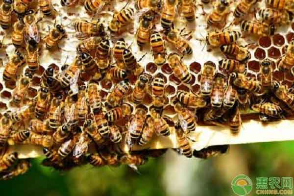 男子靠蜂蜜致富，养蜂大户带动多户村民养起来“致富蜂”!