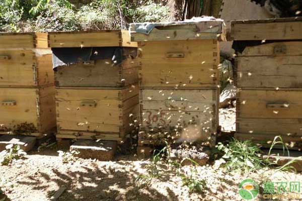 男子靠蜂蜜致富，养蜂大户带动多户村民养起来“致富蜂”!