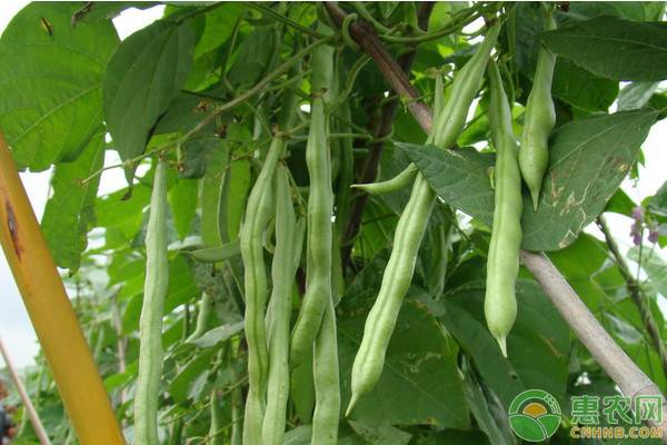 紫花四季豆价格多少钱一斤？有哪些食用功效及食用禁忌？