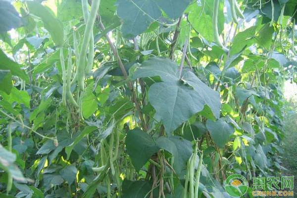 紫花四季豆价格多少钱一斤？有哪些食用功效及食用禁忌？