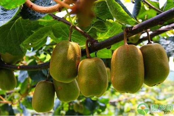 软枣猕猴桃多少钱一斤？种植软枣猕猴桃的三大要点