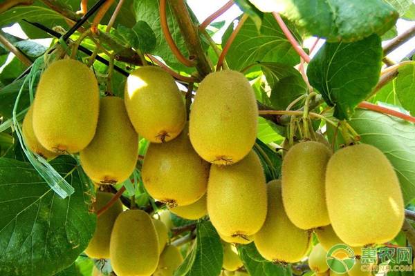 软枣猕猴桃多少钱一斤？种植软枣猕猴桃的三大要点
