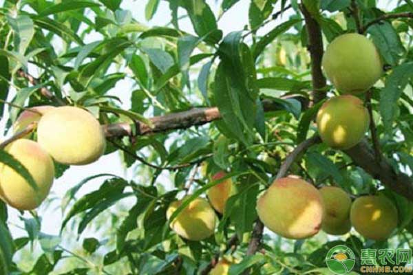最贵的桃子是什么品种?为什么它要比一般桃子贵?