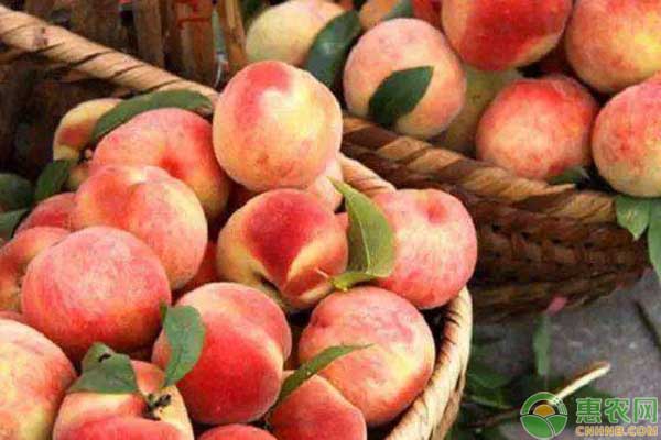 今日桃子多少钱一斤?中国好吃的桃子排行