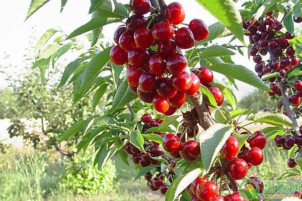 自花结果的常见五个大樱桃品种