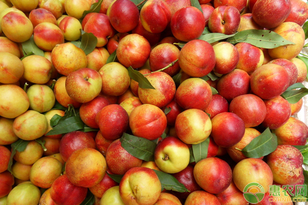 7月份成熟的油桃品种有哪些？