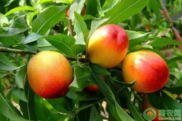 7月份成熟的油桃品种有哪些？