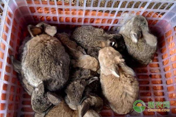 养殖思麻兔赚钱吗？思麻兔的养殖前景与利润分析