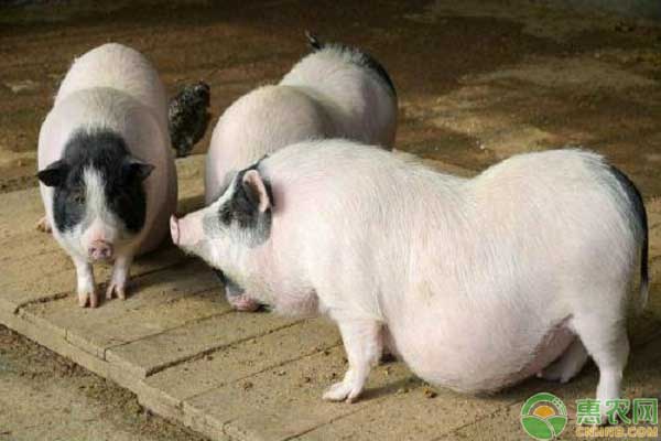 小香猪多少钱一只?小香猪的养殖成本和利润分析