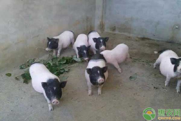 小香猪多少钱一只?小香猪的养殖成本和利润分析