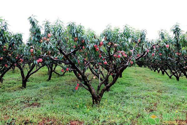 祥云县：走生态农业发展之路，让冬桃成为脱贫致富的金果果！