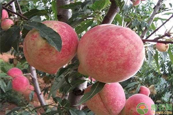祥云县：走生态农业发展之路，让冬桃成为脱贫致富的金果果！