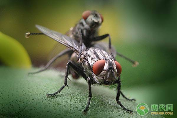 苍蝇的幼虫叫什么？怕什么？该如何防治？
