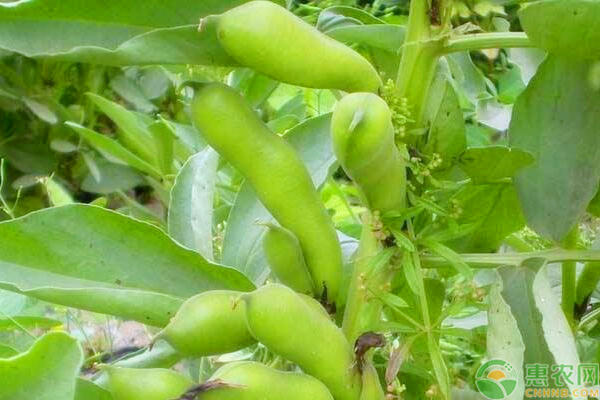 蚕豆价格多少钱一斤？蚕豆的种植技巧有哪些？