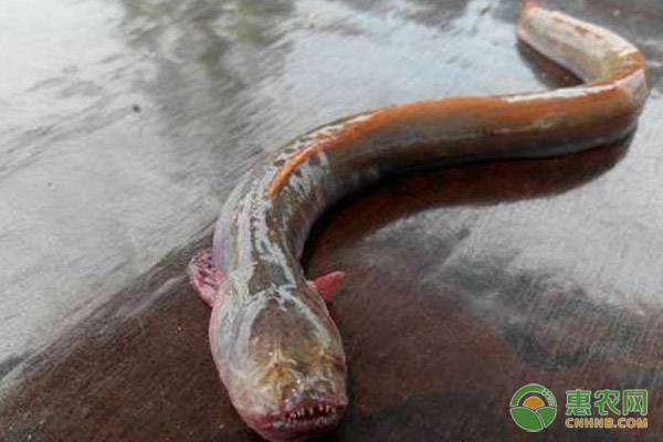 红狼牙鰕虎鱼怎么吃？都有哪些特征？