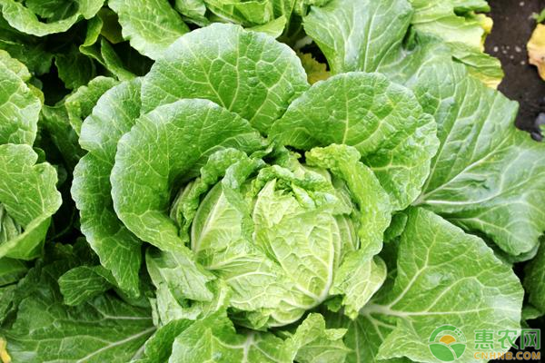 白露节气蔬菜种植管理技巧有哪些？