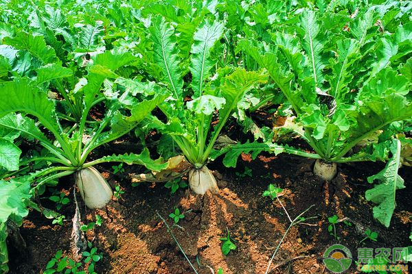 白露节气蔬菜种植管理技巧有哪些？