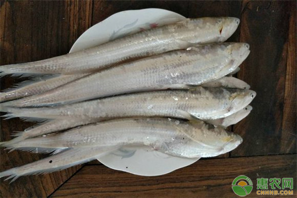 长江刀鱼价格多少钱一斤？长江刀鱼的功效和作用有哪些？