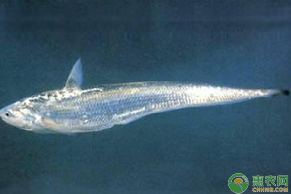 长江刀鱼价格多少钱一斤？长江刀鱼的功效和作用有哪些？