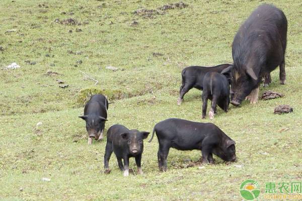 藏香猪的养殖前景怎样？有什么营养价值？（附养殖技术）