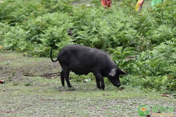 藏香猪的养殖前景怎样？有什么营养价值？（附养殖技术）