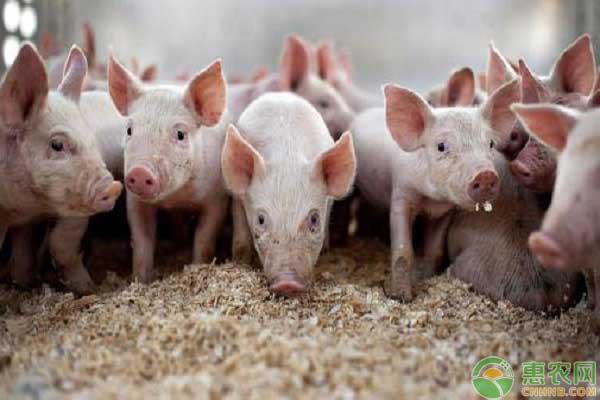 生猪禁养政策解除，对猪价有何影响？在年底猪价会回落吗？