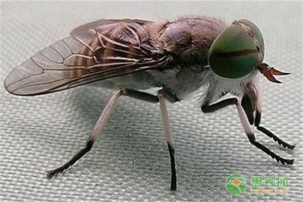 虻虫的功效与作用是什么？虻虫用药有哪些禁忌？