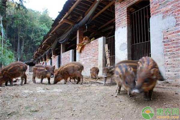 农村男子依靠野猪致富，秘诀就是绿色生态循环养殖！