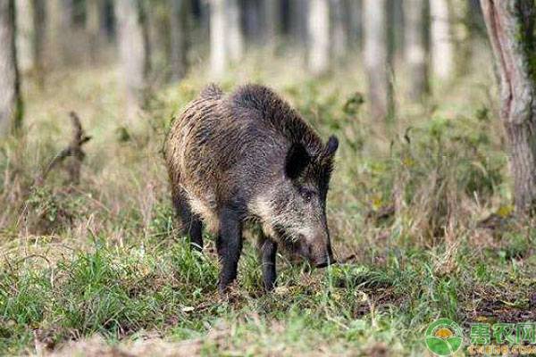 农村野猪数量剧增，对粮食造成极大破坏，要如何防治？