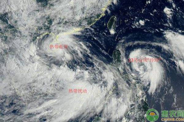 2019最新台风消息：第13号台风玲玲和第14号台风剑鱼路径