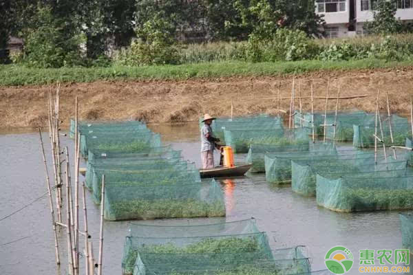 黄鳝网箱多少钱一个？网箱养殖黄鳝的前景怎么样？